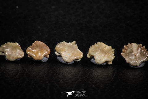 06439 - Great Collection of 5 Ginglymostoma sp Nurse Shark Teeth Paleocene