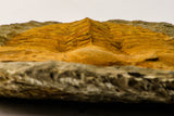 09177 - Top Huge 8.58 Inch Cambropallas telesto Middle Cambrian Trilobite