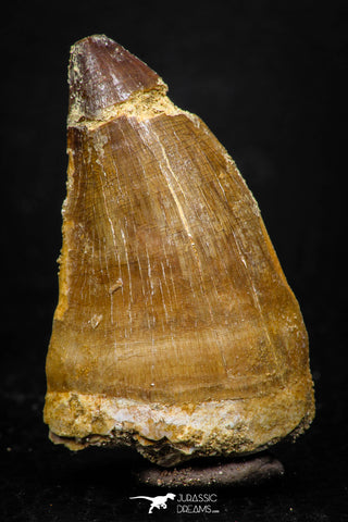 05257 - Beautiful 1.89 Inch Mosasaur (Prognathodon anceps) Tooth