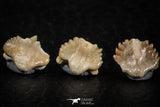 06439 - Great Collection of 5 Ginglymostoma sp Nurse Shark Teeth Paleocene