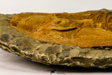 09177 - Top Huge 8.58 Inch Cambropallas telesto Middle Cambrian Trilobite