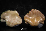 06439 - Great Collection of 5 Ginglymostoma sp Nurse Shark Teeth Paleocene