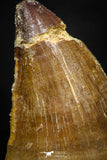 05257 - Beautiful 1.89 Inch Mosasaur (Prognathodon anceps) Tooth