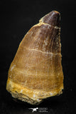 05257 - Beautiful 1.89 Inch Mosasaur (Prognathodon anceps) Tooth