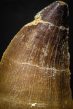 05257 - Beautiful 1.89 Inch Mosasaur (Prognathodon anceps) Tooth