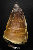 05258 - Beautiful 2.15 Inch Mosasaur (Prognathodon anceps) Tooth