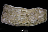 20995 - Museum Grade 23.07 Inch Unidentified Mosasaur Complete Paddle Limb Bones