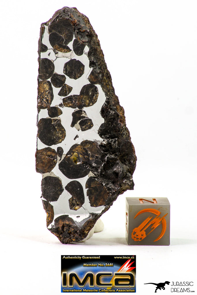 09178 - Sericho Pallasite Meteorite Polished Section Fell in Kenya 24.4 g