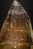 05258 - Beautiful 2.15 Inch Mosasaur (Prognathodon anceps) Tooth