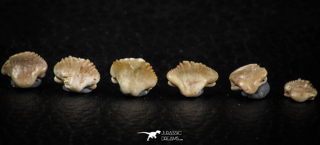 06440 - Great Collection of 6 Ginglymostoma sp Nurse Shark Teeth Paleocene