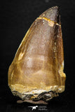 05258 - Beautiful 2.15 Inch Mosasaur (Prognathodon anceps) Tooth