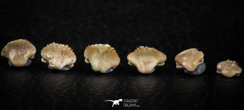 06440 - Great Collection of 6 Ginglymostoma sp Nurse Shark Teeth Paleocene