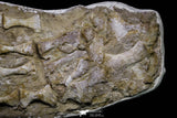 20995 - Museum Grade 23.07 Inch Unidentified Mosasaur Complete Paddle Limb Bones