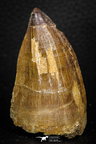 05259 - Well Preserved 2.13 Inch Mosasaur (Prognathodon anceps) Tooth