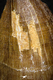 05259 - Well Preserved 2.13 Inch Mosasaur (Prognathodon anceps) Tooth