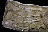 20995 - Museum Grade 23.07 Inch Unidentified Mosasaur Complete Paddle Limb Bones