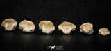 06440 - Great Collection of 6 Ginglymostoma sp Nurse Shark Teeth Paleocene
