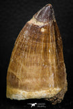 05259 - Well Preserved 2.13 Inch Mosasaur (Prognathodon anceps) Tooth