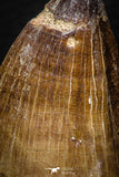 05259 - Well Preserved 2.13 Inch Mosasaur (Prognathodon anceps) Tooth