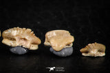 06440 - Great Collection of 6 Ginglymostoma sp Nurse Shark Teeth Paleocene