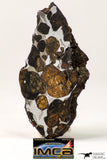09179 - Sericho Pallasite Meteorite Polished Section Fell in Kenya 17.6 g