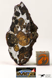 09179 - Sericho Pallasite Meteorite Polished Section Fell in Kenya 17.6 g