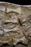 20995 - Museum Grade 23.07 Inch Unidentified Mosasaur Complete Paddle Limb Bones