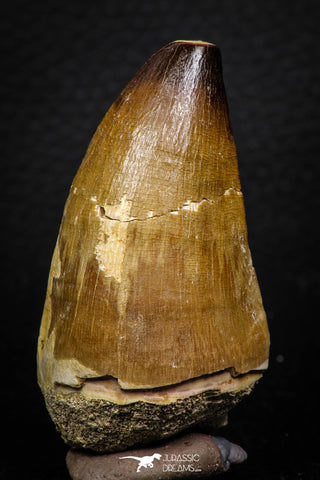 05260 - Beautiful 2.42 Inch Mosasaur (Prognathodon anceps) Tooth