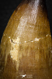 05260 - Beautiful 2.42 Inch Mosasaur (Prognathodon anceps) Tooth