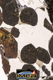 09180 - Sericho Pallasite Meteorite Polished Section Fell in Kenya 14.3 g