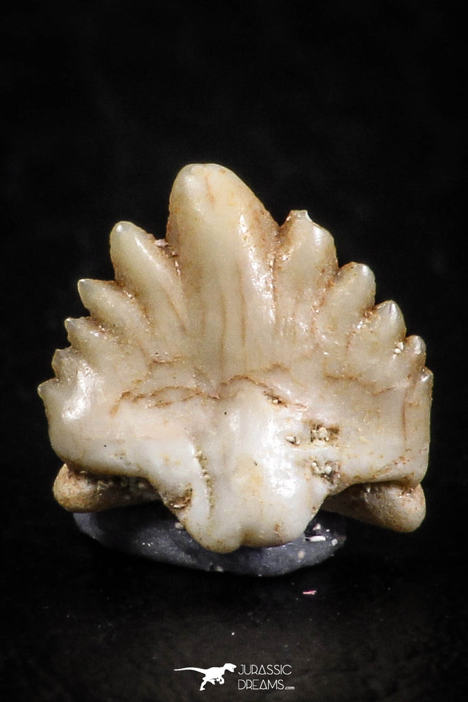 06441 - Well Preserved 0.35 Inch Ginglymostoma sp Nurse Shark Teeth Paleocene