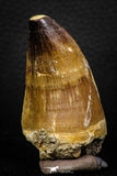 05260 - Beautiful 2.42 Inch Mosasaur (Prognathodon anceps) Tooth