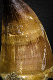 05260 - Beautiful 2.42 Inch Mosasaur (Prognathodon anceps) Tooth