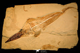 40005- Museum Grade Association Complete Libanopristis + Spaniodon + Armigatus + Shrimps - Cretaceous Lebanon