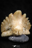 06441 - Well Preserved 0.35 Inch Ginglymostoma sp Nurse Shark Teeth Paleocene