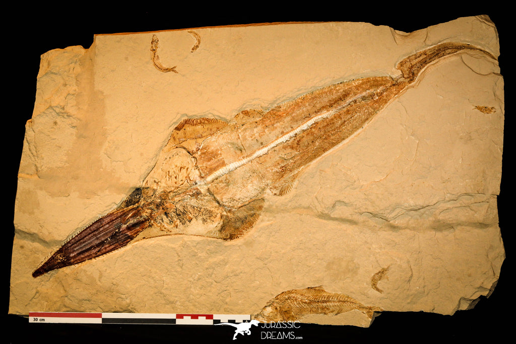 40005- Museum Grade Association Complete Libanopristis + Spaniodon + Armigatus + Shrimps - Cretaceous Lebanon