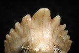 06441 - Well Preserved 0.35 Inch Ginglymostoma sp Nurse Shark Teeth Paleocene