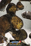 09181 - Sericho Pallasite Meteorite Polished Endcut Section Fell in Kenya 5.8 g