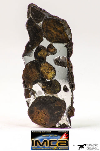 09181 - Sericho Pallasite Meteorite Polished Endcut Section Fell in Kenya 5.8 g