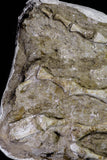 20995 - Museum Grade 23.07 Inch Unidentified Mosasaur Complete Paddle Limb Bones