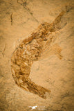 40005- Museum Grade Association Complete Libanopristis + Spaniodon + Armigatus + Shrimps - Cretaceous Lebanon