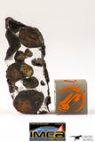 09181 - Sericho Pallasite Meteorite Polished Endcut Section Fell in Kenya 5.8 g