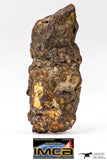 09181 - Sericho Pallasite Meteorite Polished Endcut Section Fell in Kenya 5.8 g