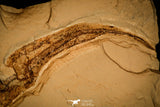 40005- Museum Grade Association Complete Libanopristis + Spaniodon + Armigatus + Shrimps - Cretaceous Lebanon