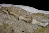 20995 - Museum Grade 23.07 Inch Unidentified Mosasaur Complete Paddle Limb Bones