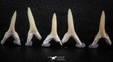 06442 - Great Collection of 5 Striatolamia macrota Shark Teeth Paleocene