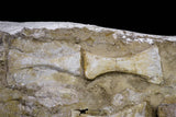 20995 - Museum Grade 23.07 Inch Unidentified Mosasaur Complete Paddle Limb Bones