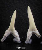 06442 - Great Collection of 5 Striatolamia macrota Shark Teeth Paleocene