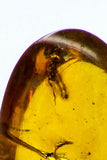09182 - Beautiful 0.74 Inch Baltic Amber With An Inclusion Of Fossil Insect (Diptera- Dolichopodidae Fly)
