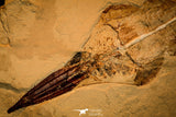 40005- Museum Grade Association Complete Libanopristis + Spaniodon + Armigatus + Shrimps - Cretaceous Lebanon